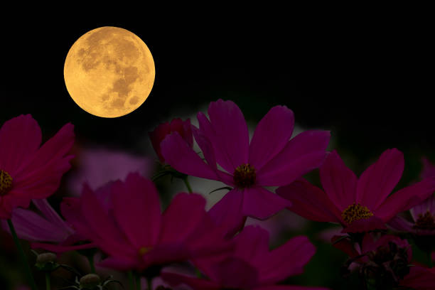 istock Full moon with cosmos flowers silhouette in the night. 1330752697