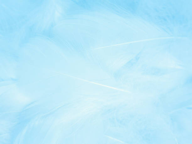 istock Beautiful abstract blue feathers on white background, white feather texture and blue background, feather wallpaper, blue texture banners, love theme, valentines day, light blue texture, white gradient 1330755283