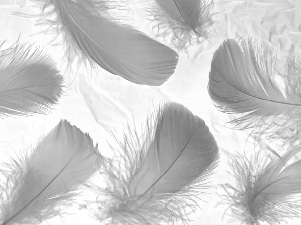 istock Beautiful abstract black feathers on white background and soft white feather texture on white texture pattern, dark theme wallpaper, gray feather background, gray banners, white gradient 1330755317