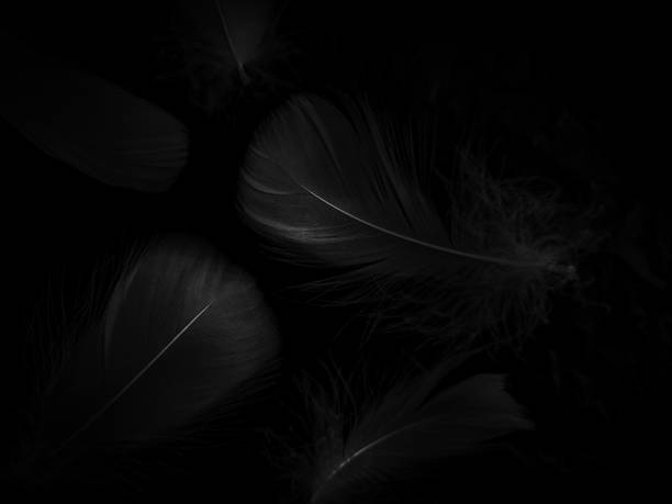 istock Beautiful abstract gray feathers on black background, soft white feather texture on dark texture pattern, love theme wallpaper, black feather background, white gradient frame banners 1330755327