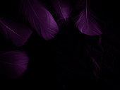 Beautiful abstract purple feathers on black background, black feather texture on dark pattern and purple background, colorful feather wallpaper, love theme, valentines day, dark texture