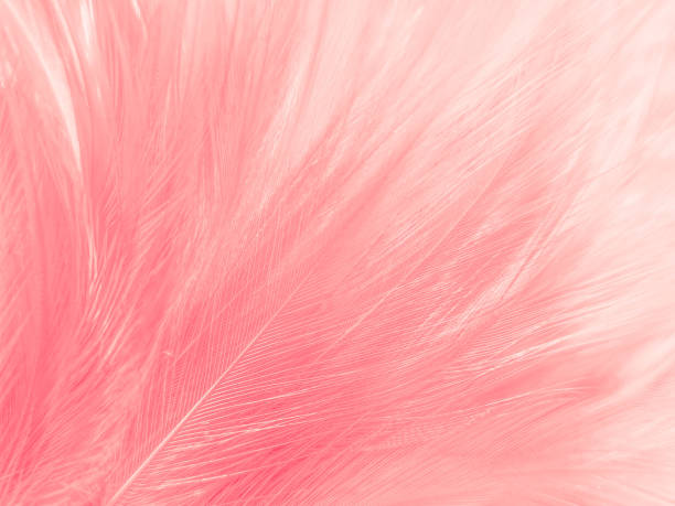 istock Beautiful abstract light pink feathers on white background,  white feather frame on pink texture pattern and pink background, love theme wallpaper and valentines day, white gradient 1330755336