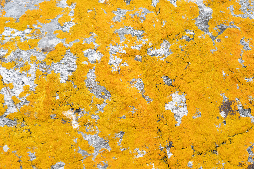 Yellow lichen growth on the surface of a large rock, near the seaside on Scotland's West Coast.