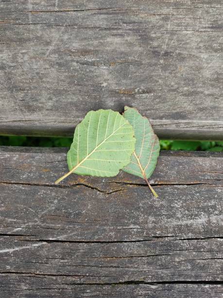 istock Dry leaf on wooden background 1330757669