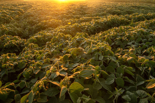 istock Soy field, lit by early morning sunlight 1330757734