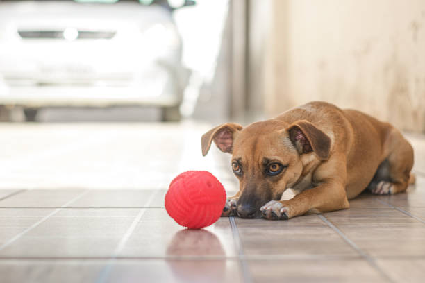 istock Cute puppy looking at a toy ball 1330758762