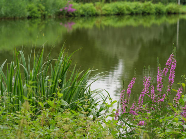 istock summer hike at a small lake in westpahlia 1330761092