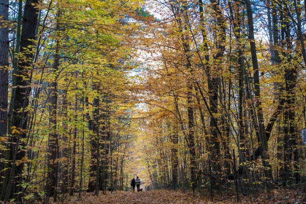 istock Hiking in autumn forest 1330762288