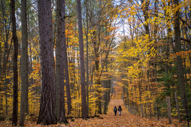istock Hiking in autumn forest 1330762306