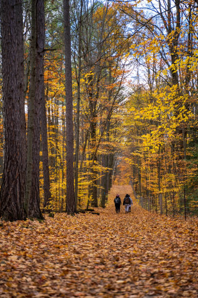 istock Hiking in autumn forest 1330762372