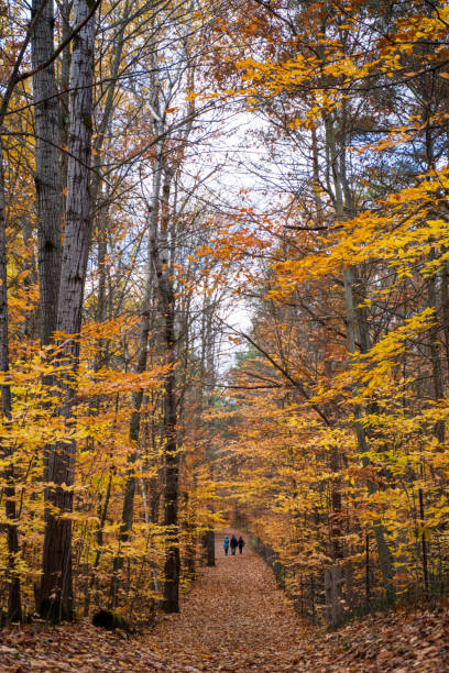 istock Hiking in autumn forest 1330762406