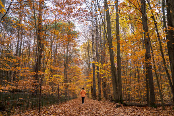 Hiking in autumn forest stock photo