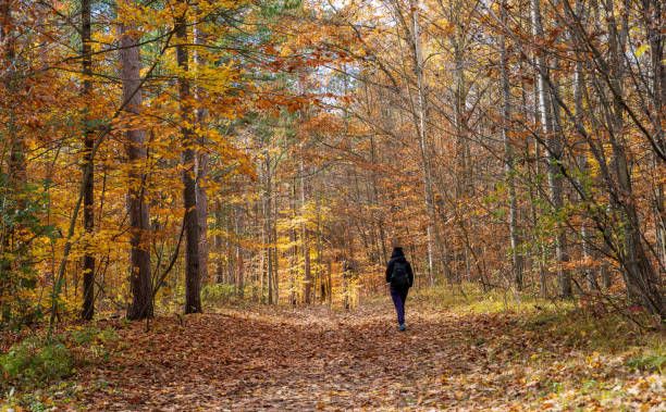 istock Hiking in autumn forest 1330762509