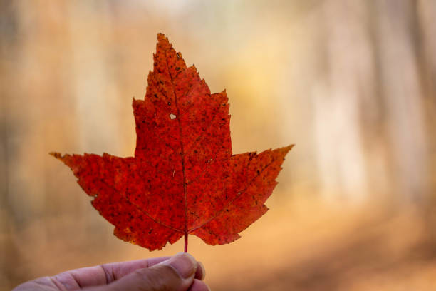 istock Hand holding Leaf with heart shape in Autumn 1330763522