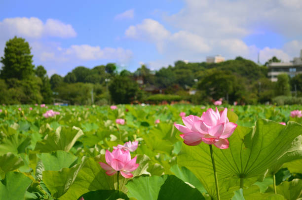 Lotus in Shinobazu Pond, Ueno Park, Tokyo, Japan Many lotus flowers bloom every year in Shinobazu Pond in Ueno Onshi Park. Many people are looking forward to the wonderful sight. shinobazu pond stock pictures, royalty-free photos & images