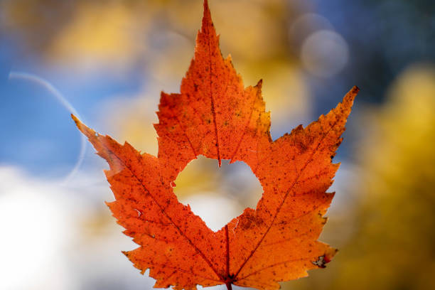 Hand holding Leaf with heart shape in Autumn