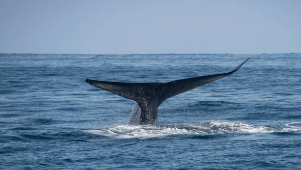 Blue Whale Fluke Off San Clemente Blue Whale Fluke In Pacific Ocean blue whale tail stock pictures, royalty-free photos & images