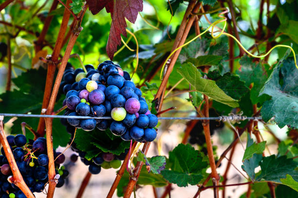 istock Close up of red wine grapes in a vineyard 1330765570