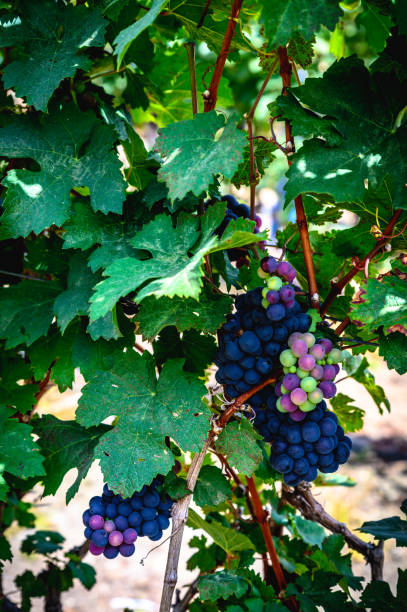 istock Close up of red wine grapes in a vineyard 1330765594