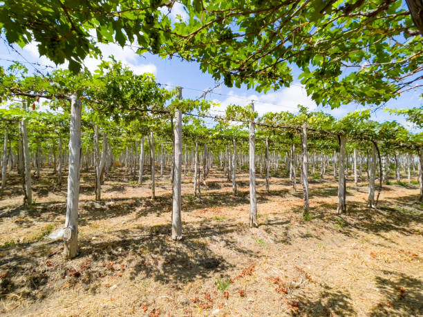 istock Ecuadorian vineyard crop ready to be harvested 1330768300