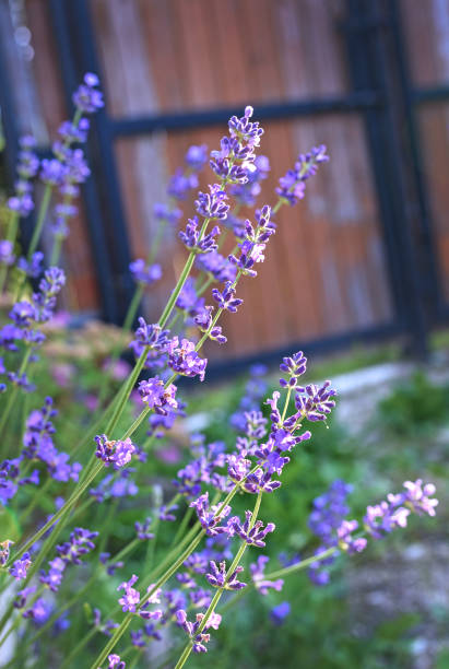 istock Lavender bushes close-up. An image with blurred and sharp lavender flowers 1330768523