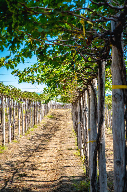 istock Ecuadorian vineyard crop ready to be harvested 1330768613