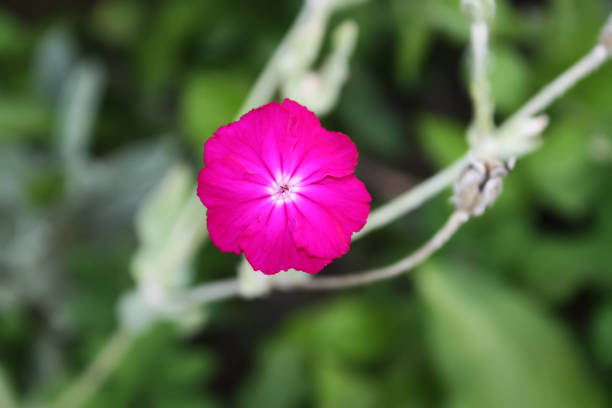 Pink small garden carnation flowers growing in garden.