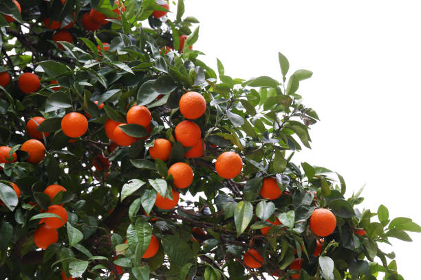 istock Orange trees with ripe fruits. 1330769778