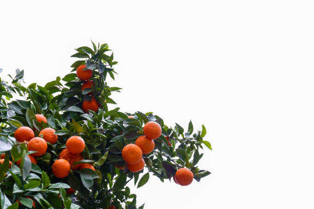 istock Orange trees with ripe fruits. 1330769779