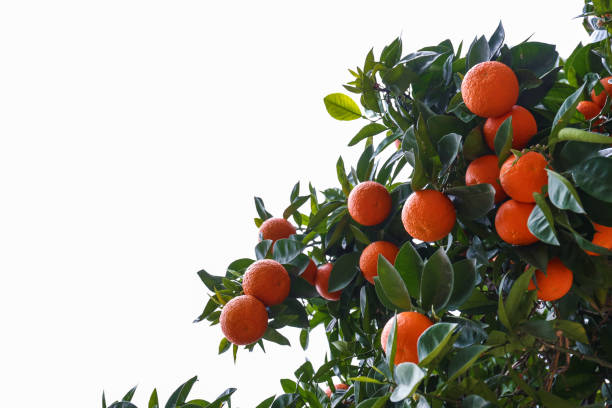 istock Orange trees with ripe fruits. 1330769788