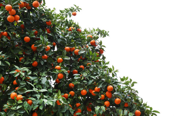 istock Orange trees with ripe fruits. 1330769790