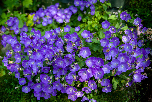 Decorative garden blue bellflower (Campanula Carpatica) blooming in summer/ Blossoming Campanula carpatica as natural pattern background. Beautiful blue flowers around green leaves.