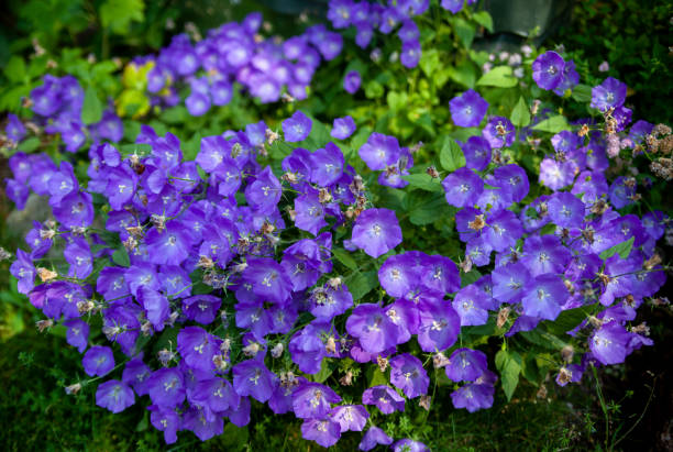 dekoracyjny ogród niebieski bellflower (campanula carpatica) kwitnące w lecie. bush z campanula carpatica niebieskie klipy tussock bellflower jako naturalne tło. - campanula zdjęcia i obrazy z banku zdjęć