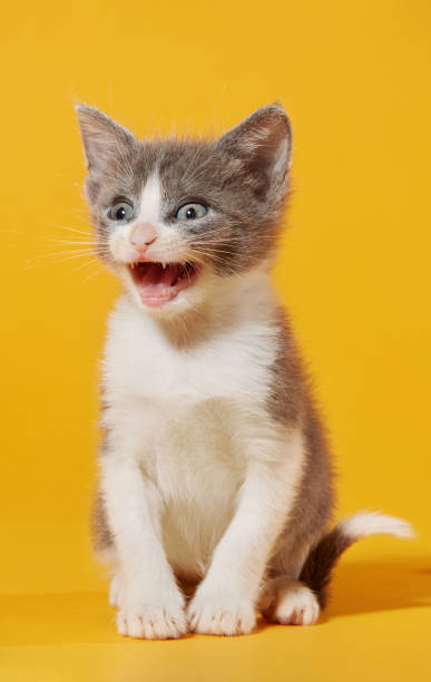 Kitten meowing stock photo