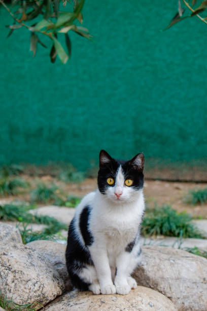 Portrait of a funny stray cat with magpie fur. Bicolor kitty sitting on the paving stone road. Close up, copy space for text, background.
