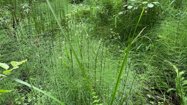 istock Equisetum fluviatile plants growing wild in a marsh forest 1330771357