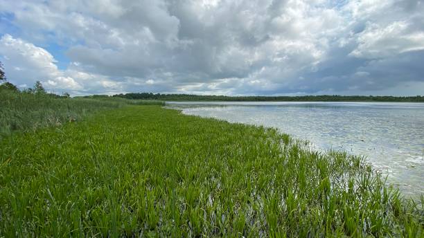 istock Phragmites australis plants growing wild in a marsh forest 1330771439