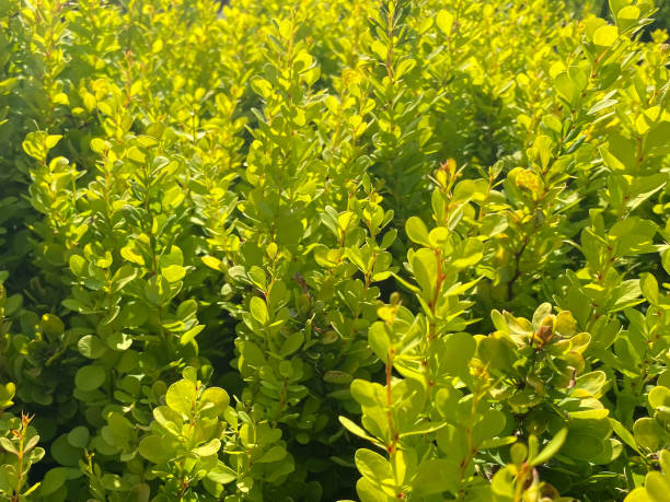 pequeños arbustos de agracejo tierno de floración verde thunberg flores de cohete de oro hermosas plantas exóticas inusuales esponjosas. antecedentes - agracejo rojo fotografías e imágenes de stock