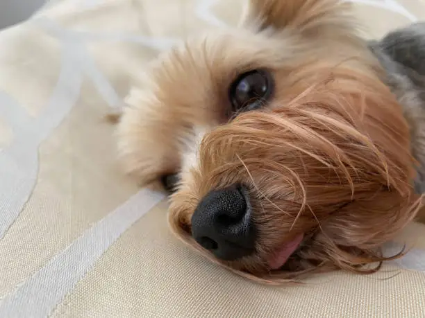 Photo of A small beautiful fluffy kind dog, home pet, Yorkshire Terrier with a joyful face with big black eyes and an outstretched tongue lies asleep on the bed