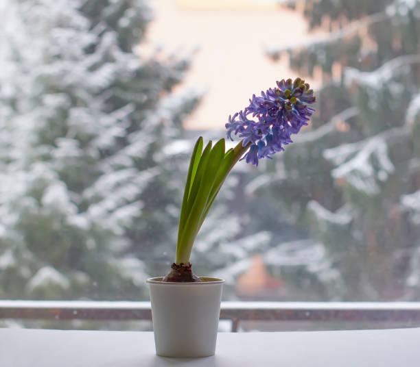 istock Violet hyacinth blooming flowers in pot 1330772101