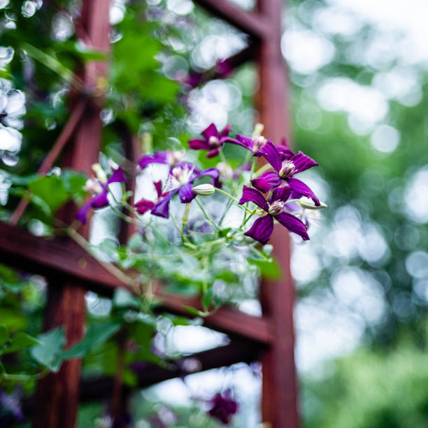 Close-up picture of the 'Sweet Summer Love' flower on trellis.