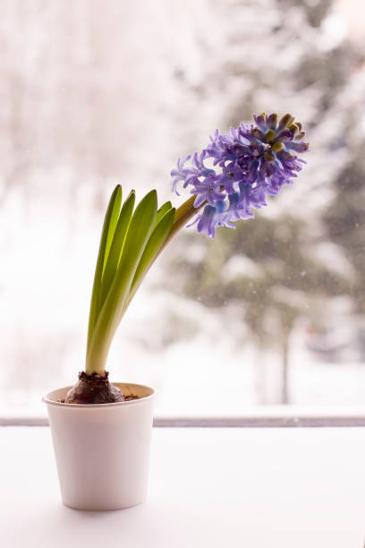 istock Violet hyacinth blooming flowers in pot 1330772373