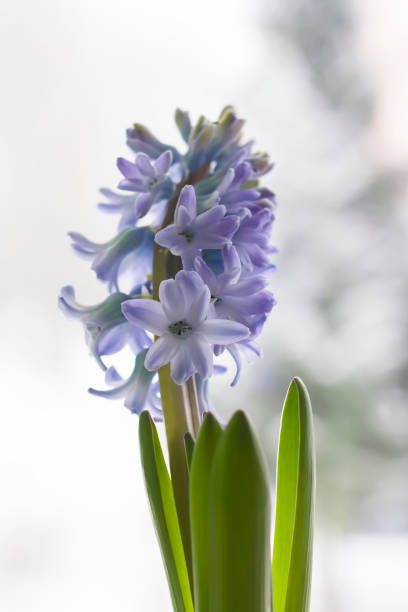 istock Violet hyacinth blooming flowers in pot 1330772658
