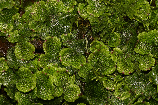 Snakeskin liverwort (Conocephalum salebrosum) on rock in stream. Liverworts are primitive nonvascular wetland plants (not mosses). Their name comes from their liver-like lobes, and the old belief that they cured liver disease. According to Encyclopedia Britannica, \