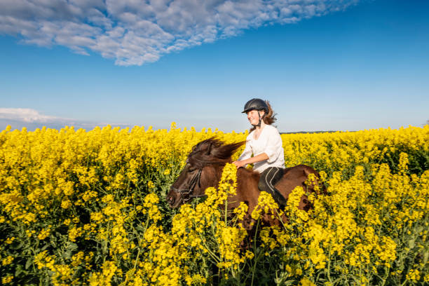 istock Horseriding in a Canola field. 1330773717