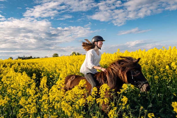 Horse Riding in a Canola field.