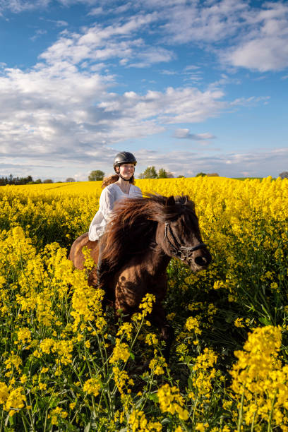 istock Horseriding in a Canola field. 1330774678