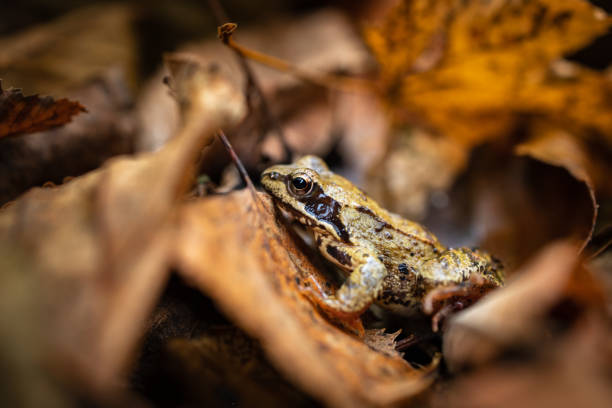 istock frog among the leaves 1330774681