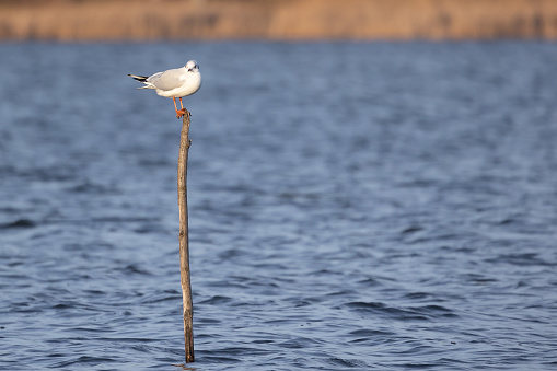 The common gull; bird on a stick on the lake