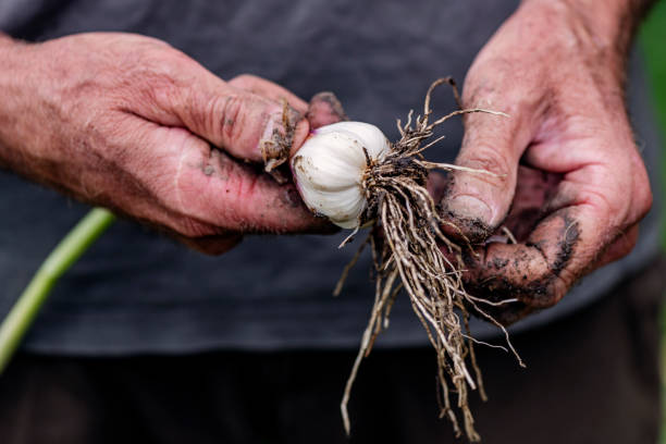 Fresh Garlic. Farmer harvesting organic garlic from a kitchen garden. Close-up of the garlic bulb after it has been cleaned and checked for insect damage. The garlic is harvesting in early July here in Denmark then left to dry for a few weeks to prevent it from rotting before being used  or sold. Photographed at an “off grid” home on the island of Moen in Denmark. Colour, horizontal format with  some copy space. garlic bulb photos stock pictures, royalty-free photos & images